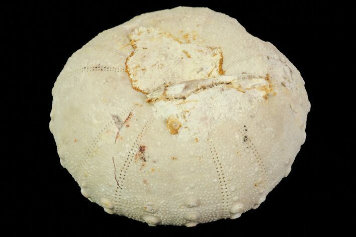 Heterodiadema Fossil Echinoid (Sea Urchin) - Morocco #69812